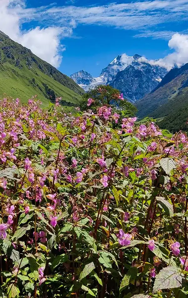Valley of Flowers Trek   